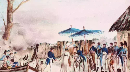 Zoom sur Rose de Freycinet